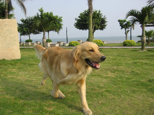 美系金毛与英系金毛的区别,美系金毛和英系金毛的特点