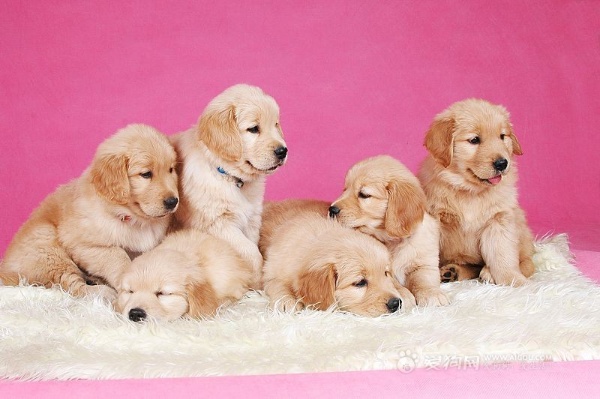 详解如何饲养金毛犬,金毛幼犬饲养的经验