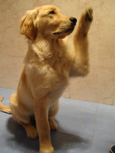 金毛会咬人吗,为什么有时金毛会咬人