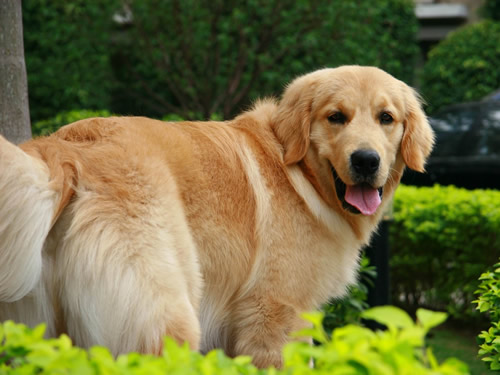 金毛绝育手术的好处,金毛公狗狗绝育