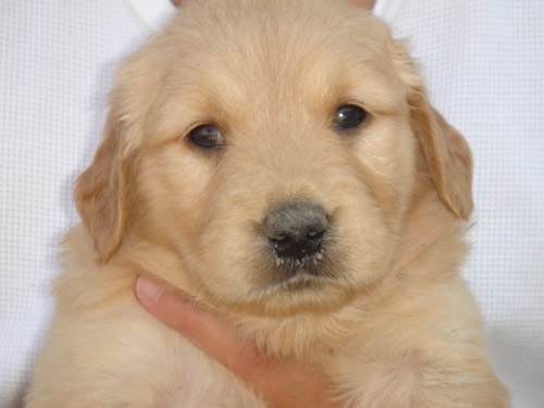 金毛幼犬驱虫时间,金毛多大驱虫,金毛多久驱虫一次