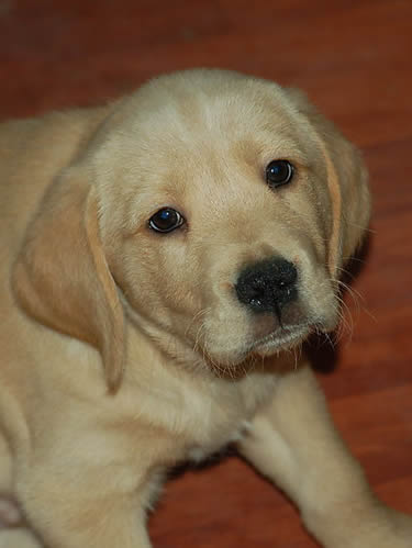 怎么给金毛驱虫,金毛幼犬驱虫药