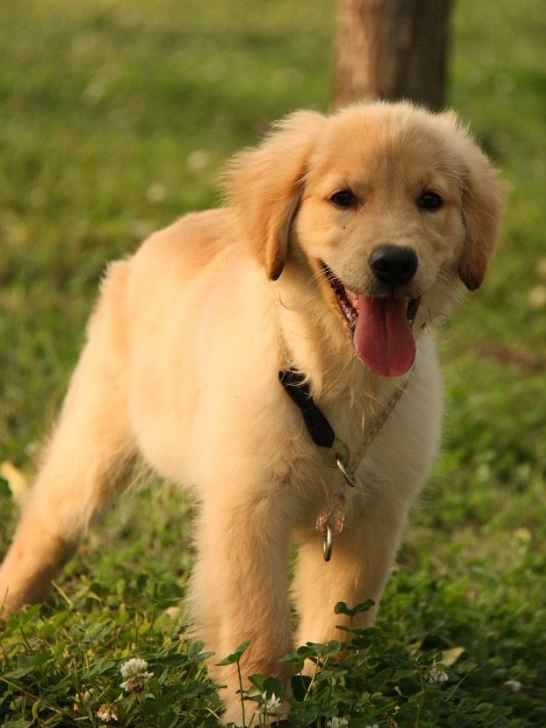 金毛得了细小怎么办,金毛细小怎么治