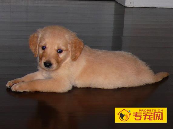 小金毛拉稀带血,小金毛拉血