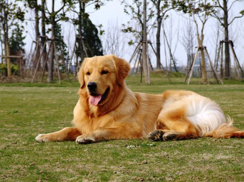 金毛得犬瘟的症状及治疗