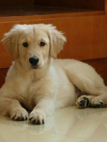 金毛咳嗽吃什么药