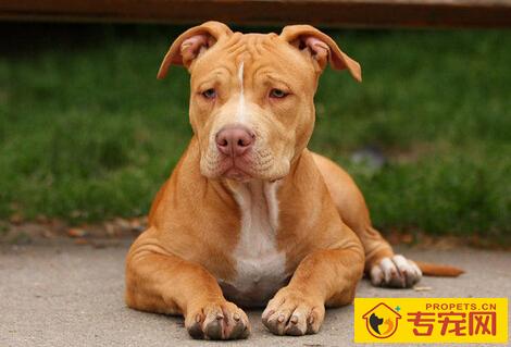 比特犬能长多大 大体型犬体型差异比较大