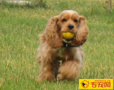 美卡犬能长多大 体重在10~13千克左右