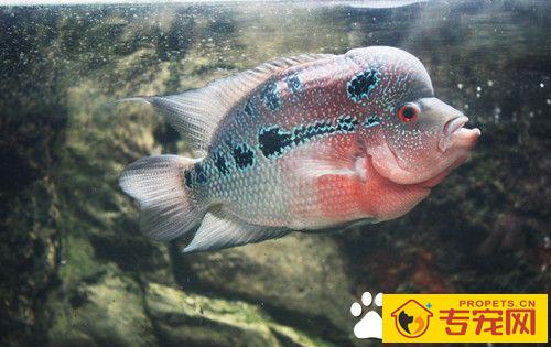 什么观赏鱼最好养 五种适合新手饲养的鱼