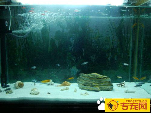 客厅养鱼在什么位置好 客厅养鱼是可以的