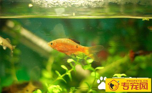 养鱼的水为什么有泡沫 日常管理注意事项
