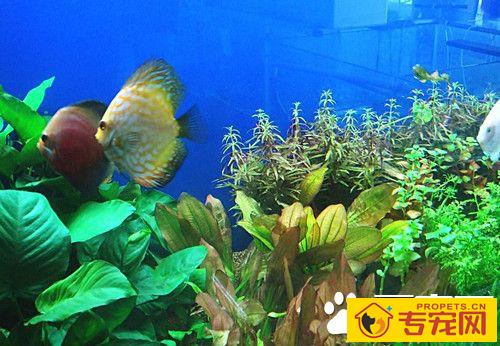 养鱼需要些什么 新手养鱼哪些注意事项