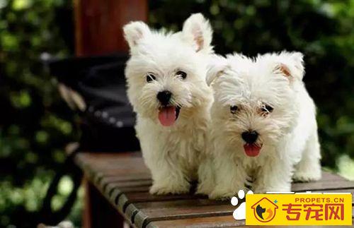 长不大的狗狗品种有哪些 长不大又好养的狗狗品种推荐