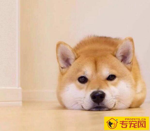 狗狗眼屎多是怎么回事,5种原因看看你家狗狗是哪种 狗狗眼屎多是怎么回事,5种原因看看你家狗狗是哪种