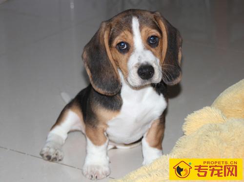 比格犬的性格 个性活泼开朗感觉敏锐