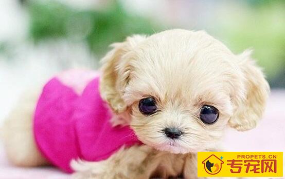 狗狗眼屎多怎么办？三招完美解决！