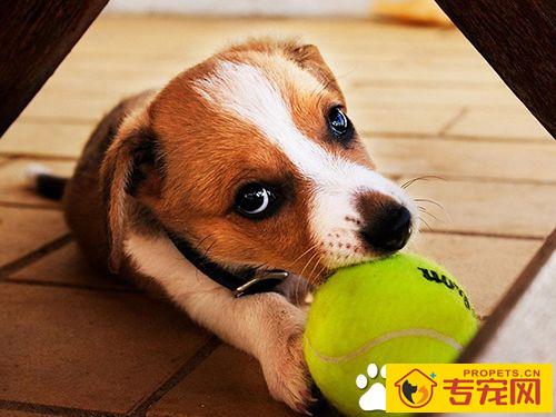 怎样急救狗狗 狗的急救与护理常识