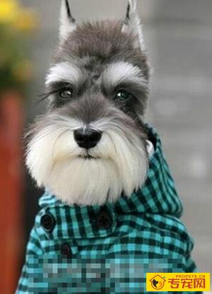 雪纳瑞怎么样 性格活泼开朗