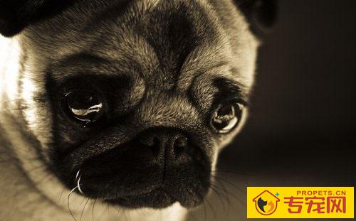 如何挑选一只健康的狗狗 健康狗狗的特征