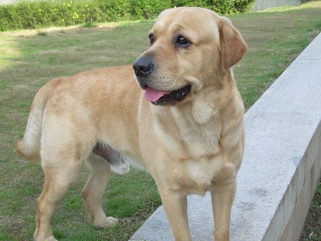 预防治疗拉布拉多皮肤瘙痒发炎