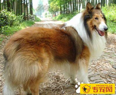 苏格兰牧羊犬的特征 最特别之处应属头部