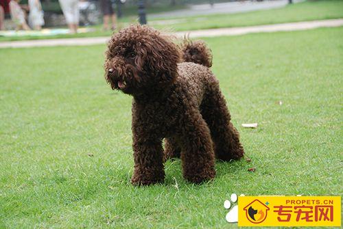 怎样急救狗狗 狗的急救与护理常识