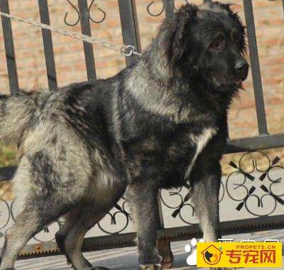 高加索犬聪明吗 有很高的忠诚度