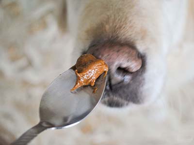 如何给金毛犬喂药片