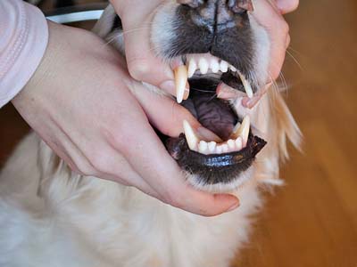 如何给金毛犬喂药片