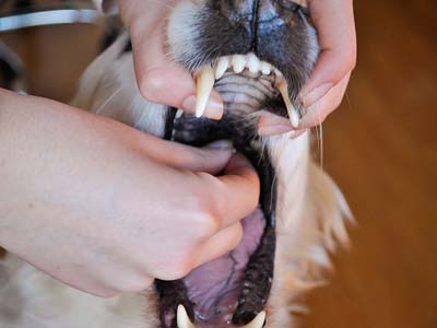 怎样喂金毛吃药片搬开狗狗嘴巴