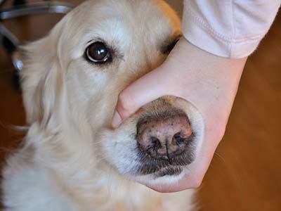 如何给金毛犬喂药片