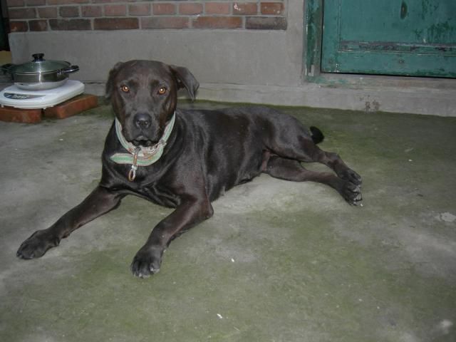 老年拉布拉多如何饲养