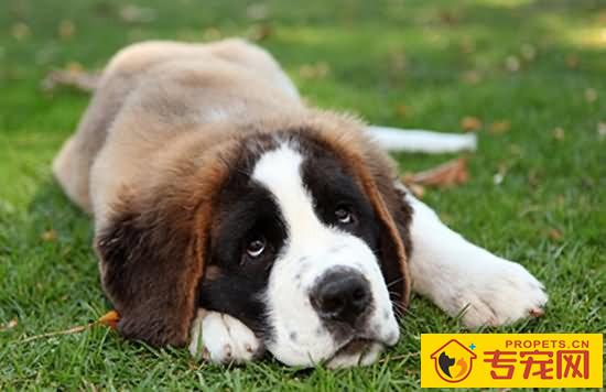 【犬蛔虫病症状】犬蛔虫病原因及治疗方法 【犬蛔虫病症状】犬蛔虫病原因及治疗方法