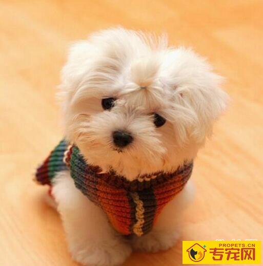 怎么给狗狗剪指甲,帮狗狗剪指甲要注意什么 怎么给狗狗剪指甲,帮狗狗剪指甲要注意什么