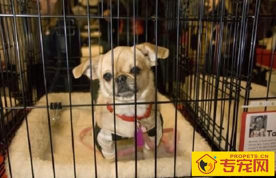 【犬蛔虫病症状】犬蛔虫病原因及治疗方法 【犬蛔虫病症状】犬蛔虫病原因及治疗方法