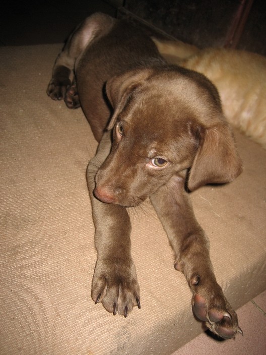 拉布拉多脱毛掉毛