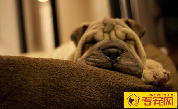 怎么给狗狗剪指甲,帮狗狗剪指甲要注意什么 怎么给狗狗剪指甲,帮狗狗剪指甲要注意什么