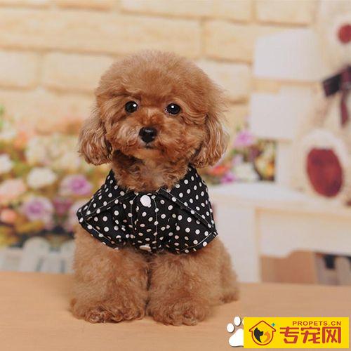 狗狗什么时候打疫苗 定期给狗进行疫苗的预防接种