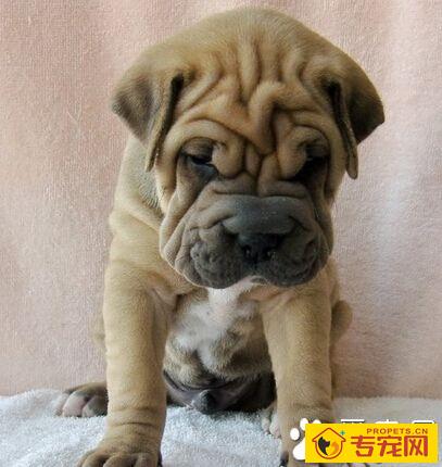 沙皮狗的特点 喜寒能适应寒冷的气候