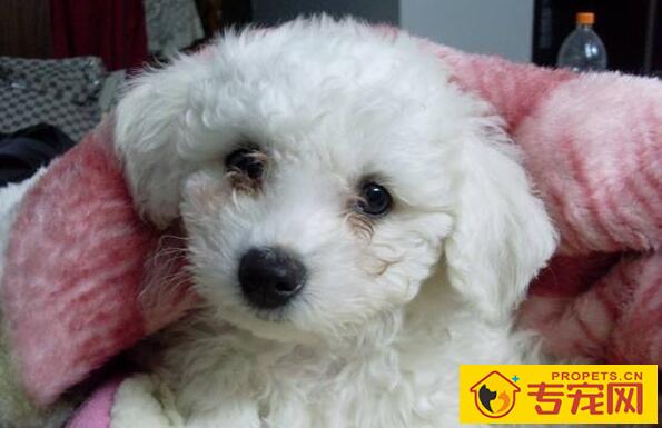 狗狗总是有泪痕，怎么治疗？