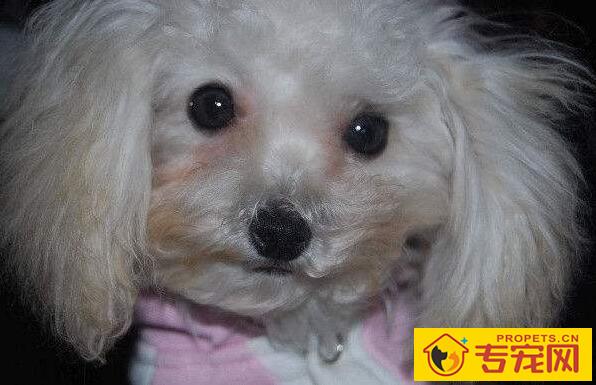 狗狗总是有泪痕，怎么治疗？