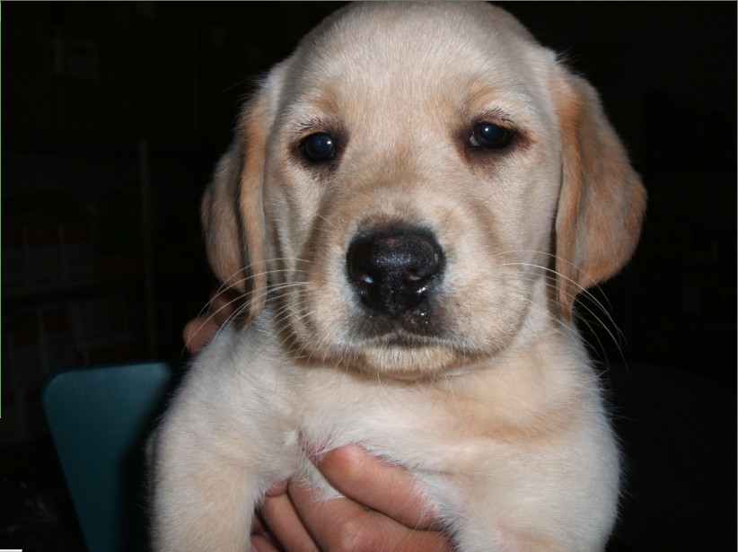 刚出生的拉布拉多如何饲养