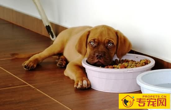 【犬钩端螺旋体病症状】狗狗钩端螺旋体病治疗方法 【犬钩端螺旋体病症状】狗狗钩端螺旋体病治疗方法