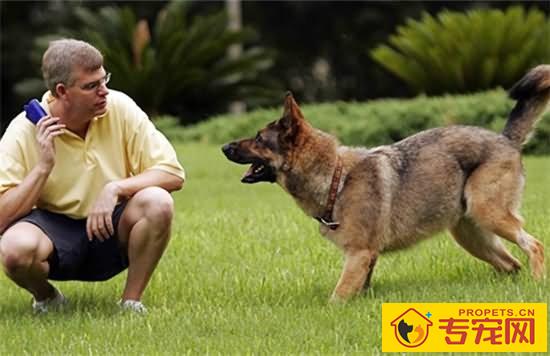 【犬埃立希氏体病症状】犬埃立希氏体病原因及治疗方法 【犬埃立希氏体病症状】犬埃立希氏体病原因及治疗方法