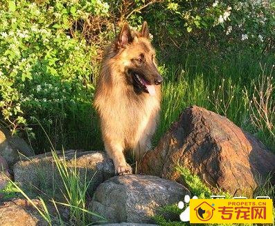 比利时坦比连犬怎么选 外部在特征是关键