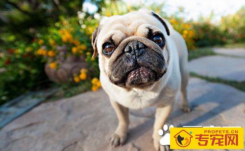 狗狗什么时候打疫苗 定期给狗进行疫苗的预防接种