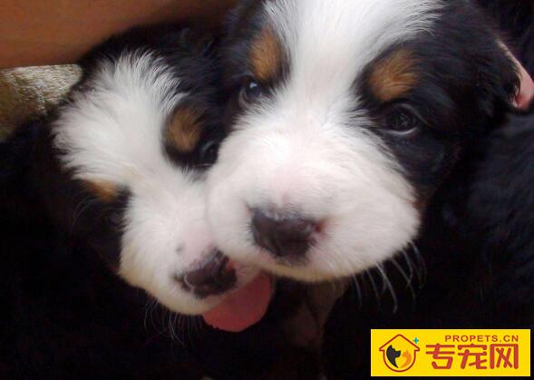 狗狗注射疫苗后没有精神怎么办,正常吗? 狗狗注射疫苗后没有精神怎么办,正常吗?