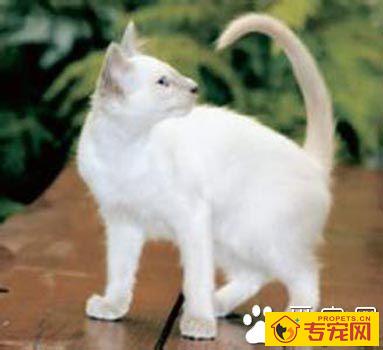 巴厘猫粘人程度 天性非常黏人