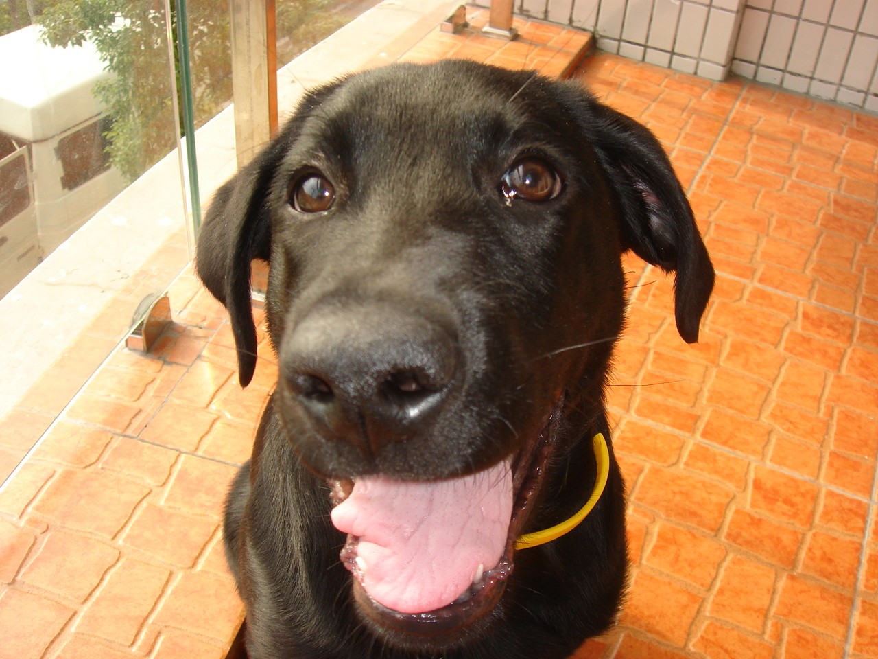 拉布拉多不能吃那些食物