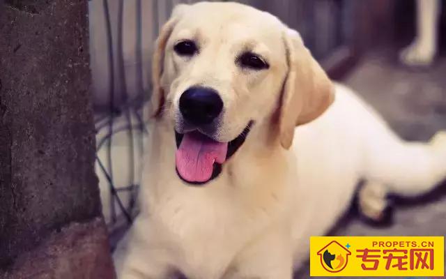 狗狗过敏的原因及治疗方法 狗狗过敏的原因及治疗方法